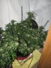 Big Buddha Cheese day 57.jpg