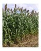 sorghum-cropped.jpg