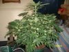 bushy widow 18 days flowering.jpg