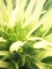 ZOOMED MACRO  , WW BUD.jpg