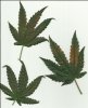 leaves3.jpg