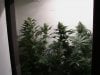 7 weeks flower 001.JPG