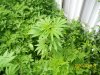 plant 3-day 70.jpg