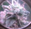 day 72 sweety trichs.jpg