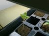 Seedlings 015.jpg