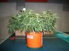 Shackzilla Crop - LST.jpg