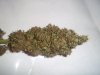 Bastard Bubba INDICA budshot 2.jpg