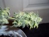 AK-48 harvest 5.jpg