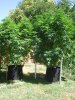 start of flowering 004.jpg