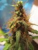 69 days from seed harvest LS, Ktrain 015.jpg