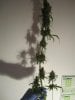 69 days from seed harvest LS, Ktrain 016.jpg