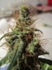 69 days from seed harvest LS, Ktrain 013.jpg