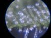 trichomes slh, church, pineapple kushberry 003.jpg