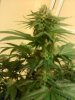 MasterBubbaDay40Flower (5).jpg