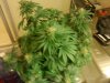 MasterBubbaDay40Flower (6).jpg