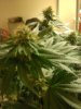 MasterBubbaDay40Flower (3).jpg