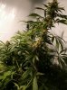 20 Grow3 Wk7  White Widow 8511.jpg