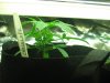 new sativa crop at two weeks old 001.jpg