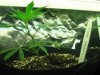 new sativa crop at two weeks old 002.jpg