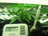 new sativa crop at two weeks old 003.jpg