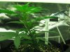 new sativa crop at two weeks old 004.jpg