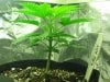 new sativa crop at two weeks old 005.jpg