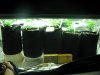 new sativa crop at two weeks old 007.jpg