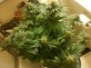 MasterBubbaDay40Flower (2).jpg