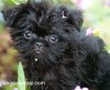 affenpinscher_image1.jpg