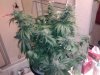 MasterBubbaDay45Flower (9).jpg