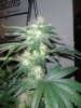 MasterBubbaDay45Flower (6).jpg