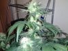 MasterBubbaDay45Flower (8).jpg