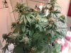 MasterBubbaDay45Flower (2).jpg