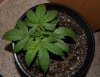 Grow 008 (800x616).jpg