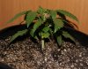 Grow 010 (800x630).jpg