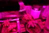 Grow 007 (800x536).jpg