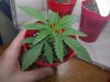 Day 9 - plant2.jpg