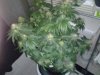 MasterBubbaDay49Flower (1).jpg