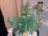 HinduKushDay49Flower (2).jpg