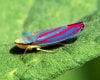 candy stripped leafhopper.jpg