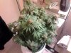 MasterBubbaDay49Flower (6).jpg