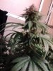 MasterBubbaDay49Flower (5).jpg