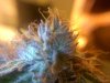 MasterBubbaDay52Flower (5).jpg