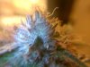 MasterBubbaDay52Flower (6).jpg