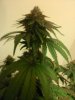 MasterBubbaDay53Flower (1).jpg