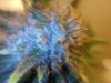 MasterBubbaDay53Flower (4).jpg