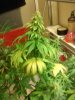 HinduKushDay53Flower (5).jpg