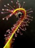 441px-Drosera_capensis_bend.JPG