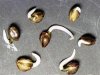 germinating-marijuana-seeds.jpg