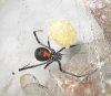 brown-widow09.jpg